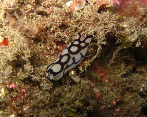 NUDI Chelidonure ? a identif