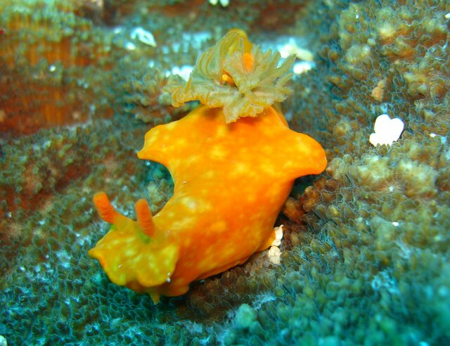 NUDI chromodoris ceratosoma