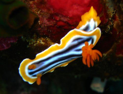 NUDI chromodoris quadricolor