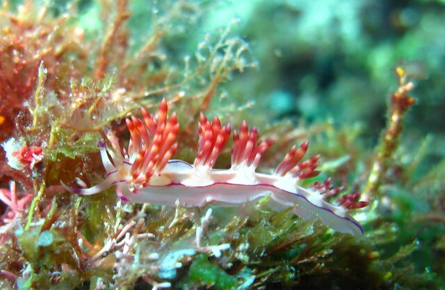 NUDI flabellina bilas