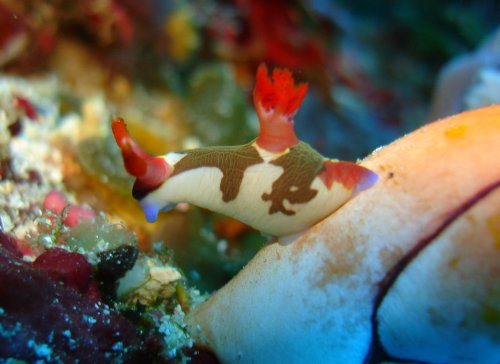 NUDI nembrotha chamberlaini