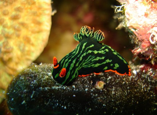 NUDI nembrotha kubaryana