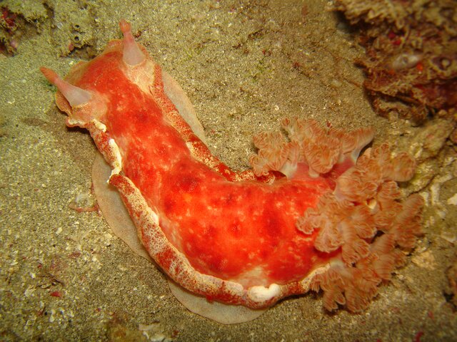 NUDI spanish dancer (Hexabranchus sanguineus)