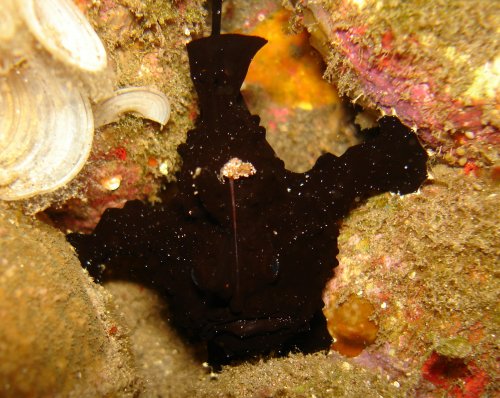 ODD Frogfish XX et son leurre