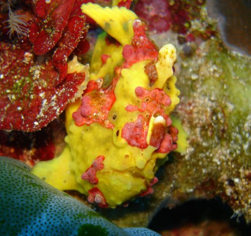 ODD Frogfish (XX painted warty)