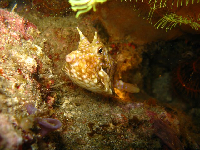 ODD Thornback Cowfish