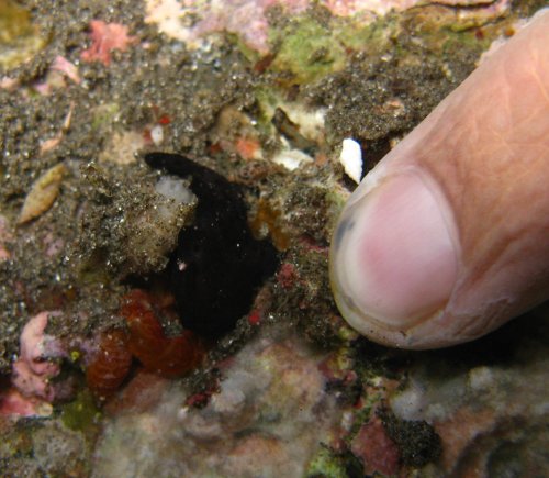 ODD frogfish juvenile