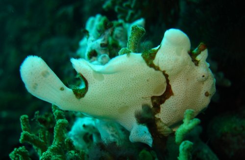 ODD giant frogfish - white phase verif