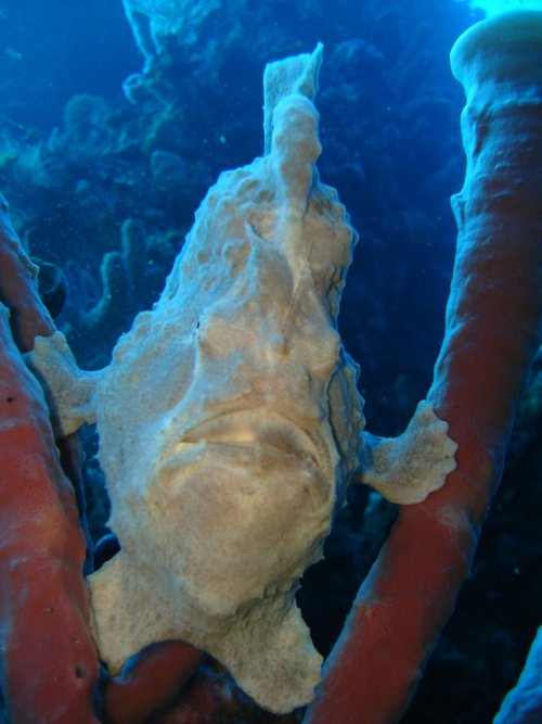 ODD giant frogfish