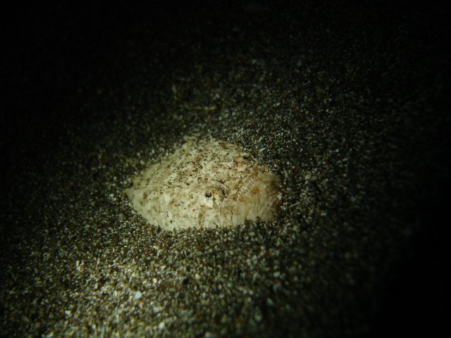 ODD whitemargin stargazer