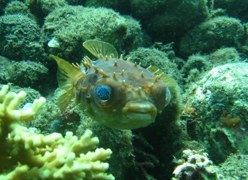 PUFFER Porcupinefish