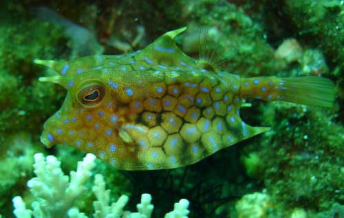 PUFFER Thornback cowfish 02