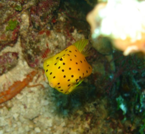 PUFFER Yellow boxfish