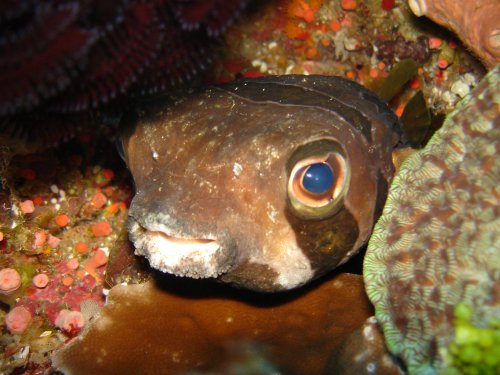 PUFFER black-blotched porcupinefish (2)