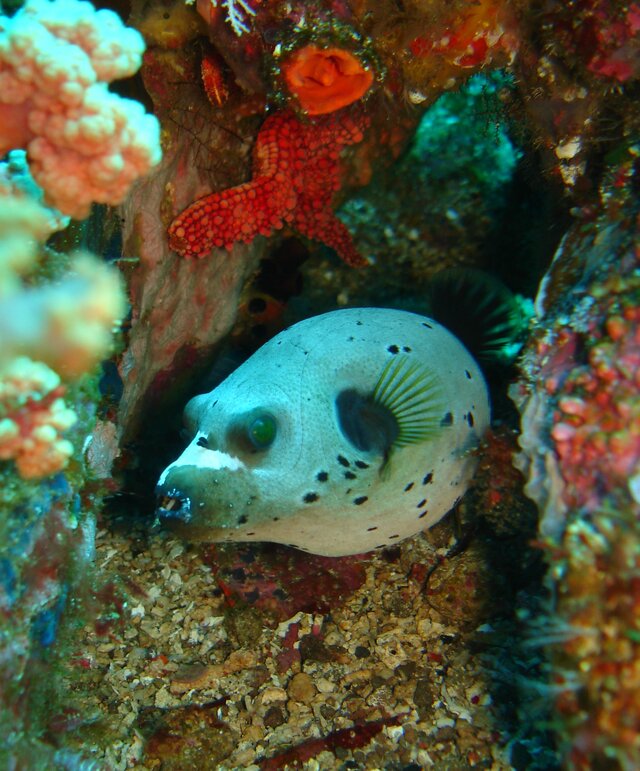 PUFFER blackspoted puffer