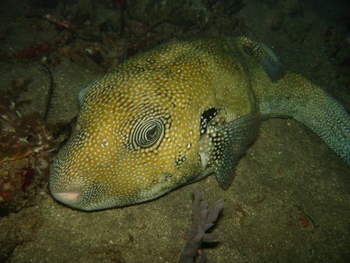 PUFFER blue-spotted puffer