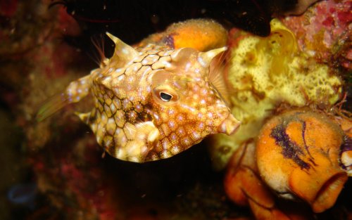 PUFFER roundbelly cowfish 01