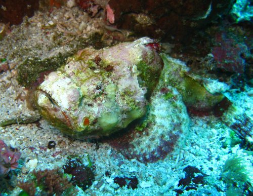 SCORP False stonefish ou humpback ou flasher scorpionfish