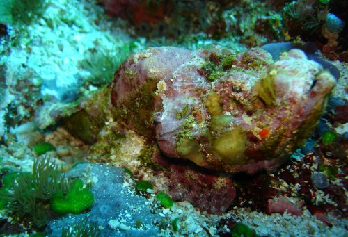 SCORP devil scorpionfish