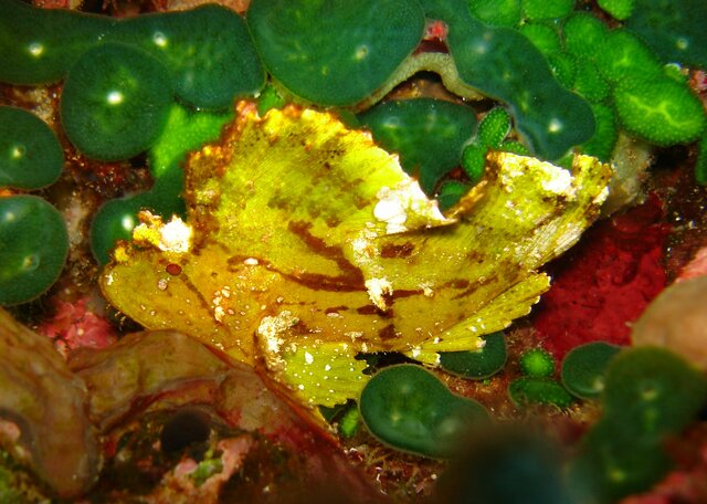 SCORP leaf scoprionfish