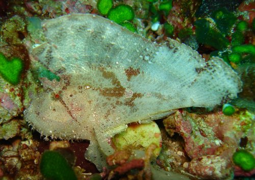 SCORP leaf scorpionfish