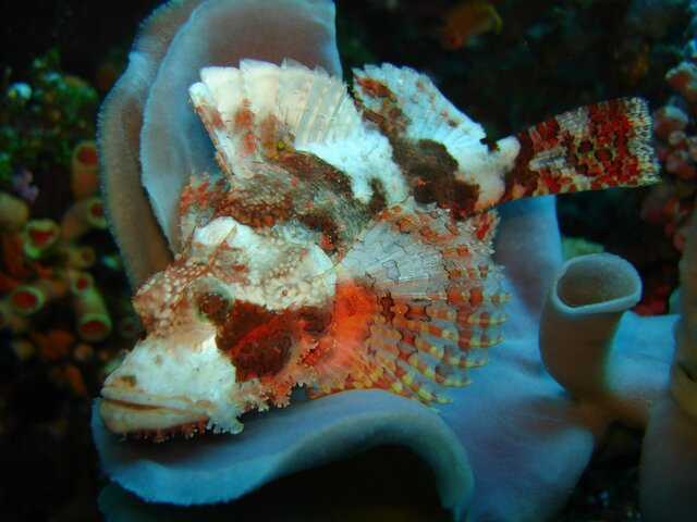 SCORP poss's scorpionfish -young