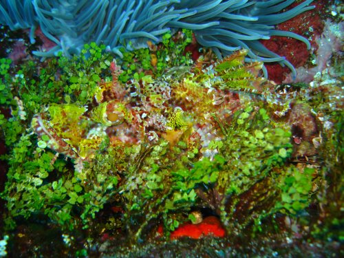 SCORP tasseled scorpionfish