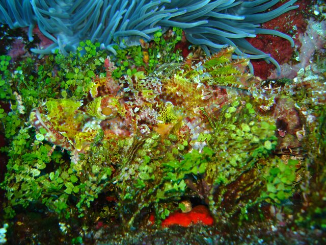 SCORP tasseled scorpionfish