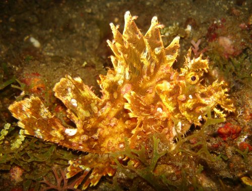 SCORP weedy scorpionfish rhinopias