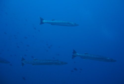 SILVERY blackfin barracuda