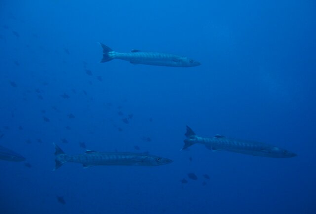 SILVERY blackfin barracuda