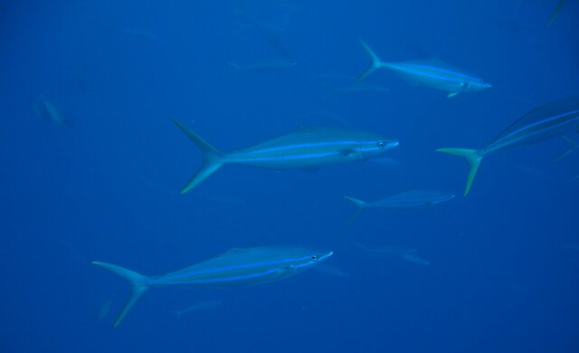 SILVERY rainbow runner