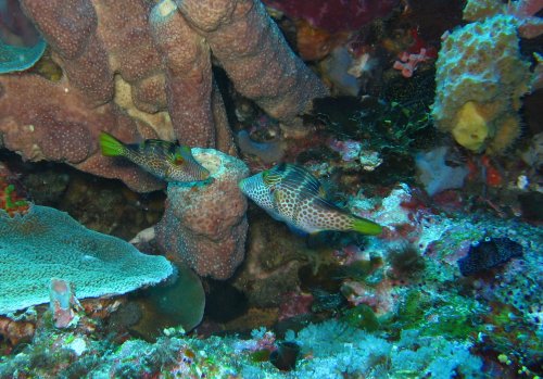 SPONGE et ses filefish en discussion