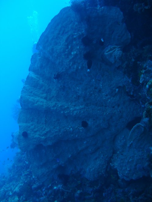 SPONGE oreille d'éléphant