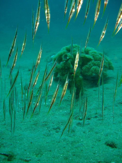 SYNG Poisson rasoir ou Shrimpfish