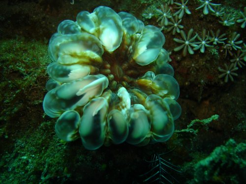 Corail à larmes