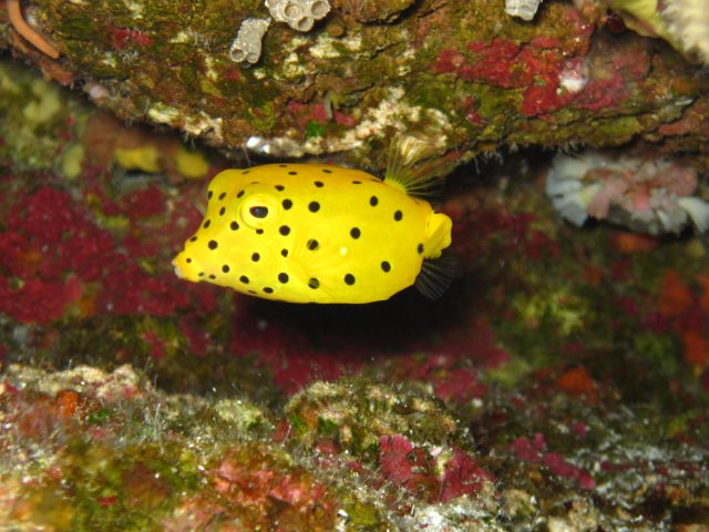 Poisson coffre juvenile