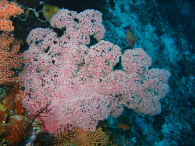 Corail mou