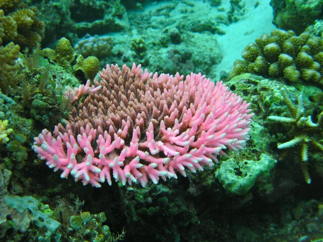 Corail acropora