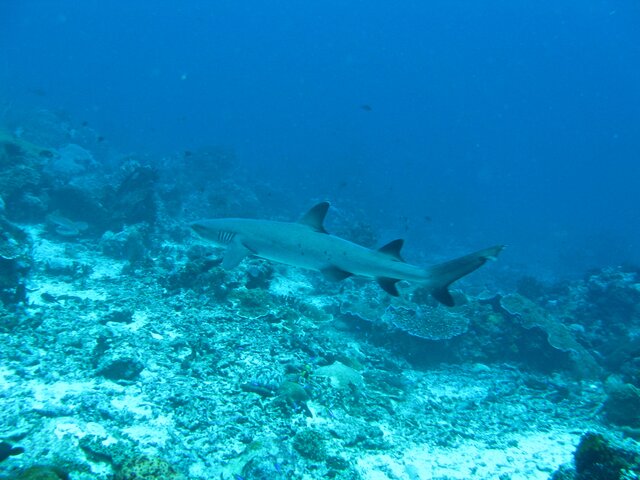 Requin de récif