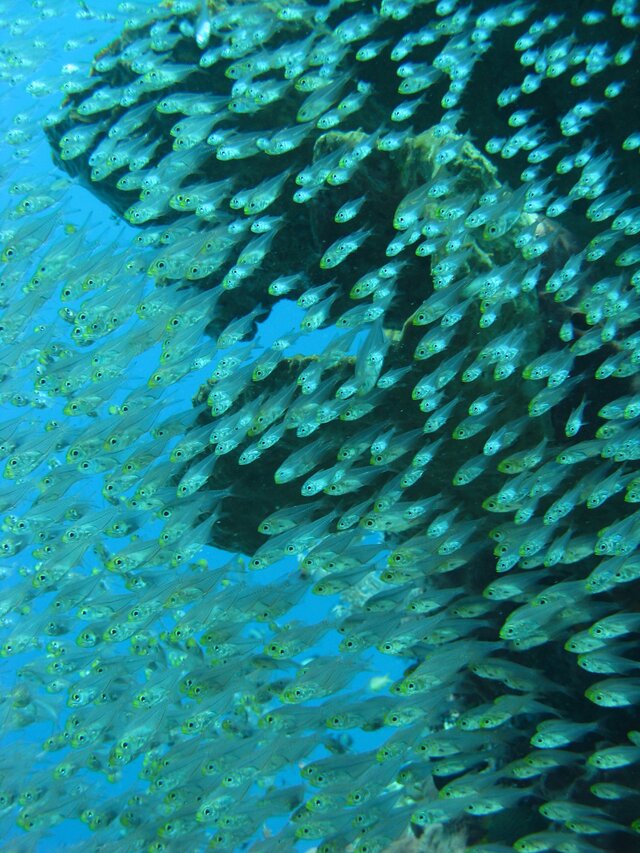 Banc de poissons