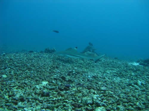 Requin pointe noire