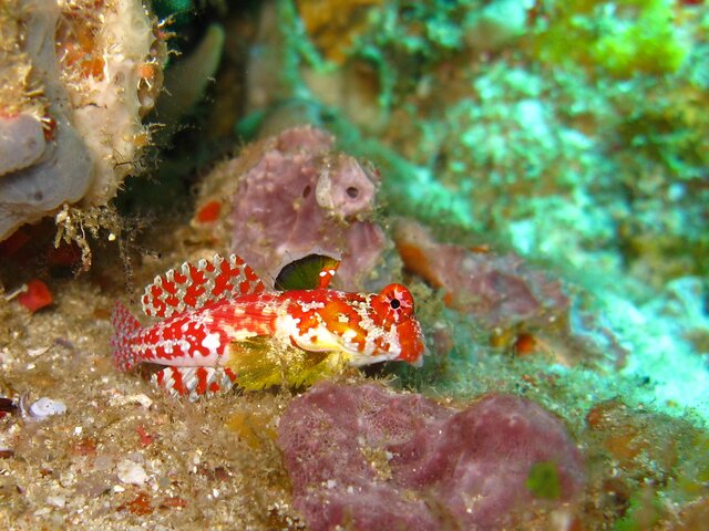 Synchiropus Moyeri - Scooter dragonet