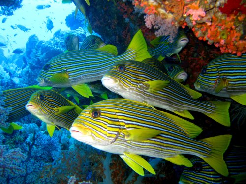 Plectorhinchus polytaenia - Gaterin à ruban