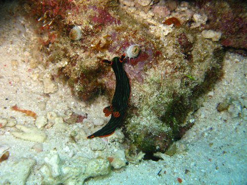 Nembrotha kubaryana