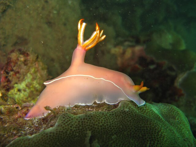 Hypselodoris bullocki