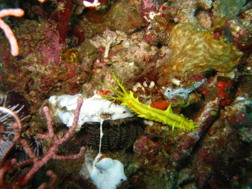 Colochirus robustus - Concombre