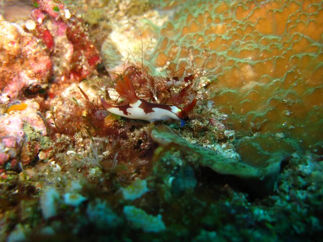 Nembrotha chamberlaini