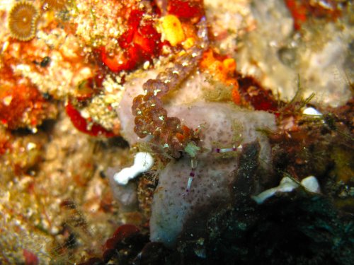 Pteraeolidia ianthina