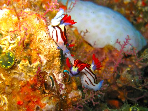 Nembrotha aurea reproduction